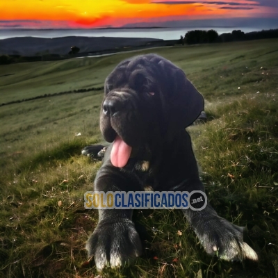 Cane Corso Fantasticos Cachorros... 