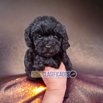 FRENCH POODLE NEGRO DISPONIBLE NORTH CAROLINA YA... 