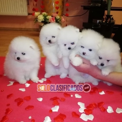 Cachorros de pomerania en miniatura Whatsapp : +1 (510) 8425184... 
