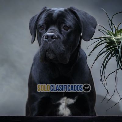 CANE CORSO     YOUR FAITHFUL DOG ​​NOW IN ADELNATE... 