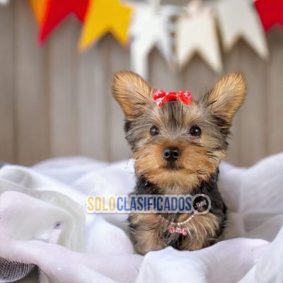 YORKSHIRE TERRIER... 