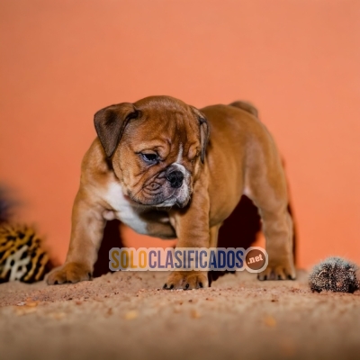 DISPONIBLES/AVAILABLE MASCOTAS/PETS BULLDOG INGLÉS... 