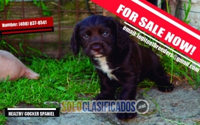 HEALTHY COCKER SPANIEL PUPPIES FOR SALE... 