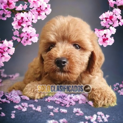 FRENCH POODLE APRICOT AVAILABLE IN NORTH CAROLINA... 