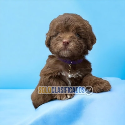 French Poodle Chocolate Elegant Puppies... 