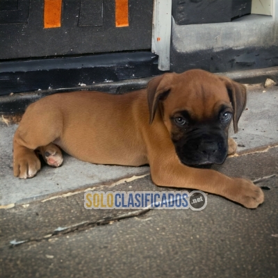 BOXER DISPONIBLE/AVAILABLE... 