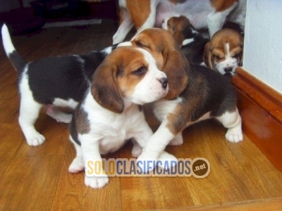 Venta de cachorros beagle blanco con negro muy baratos Whatsapp :... 