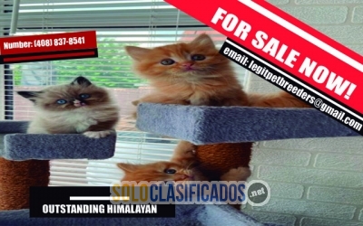 OUTSTANDING HIMALAYAN KITTENS READY NOW!!... 