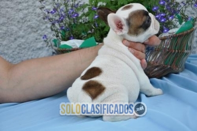 Healthy  French bull dog Puppies for new homes... 