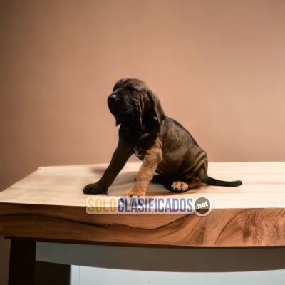 Beautifull FILA BRASILEIRO Certificate of purity of breed A... 