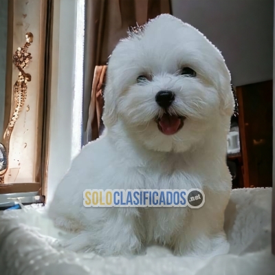 BICHON MALTÉS        IT WILL BE YOUR COMPANION AND BEST COMPANY F... 