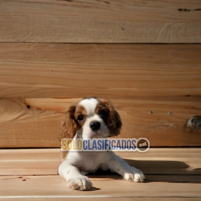 CAVALIER KING CHARLES... 