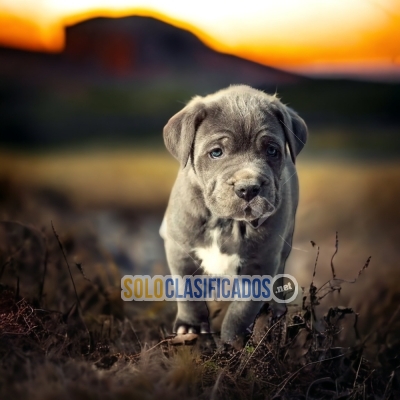 WONDERFUL PUPPIES NEAPOLITAN MASTIFF... 