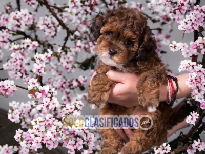 BEAUTIFUL PUPPIES BICHON HABANER... 