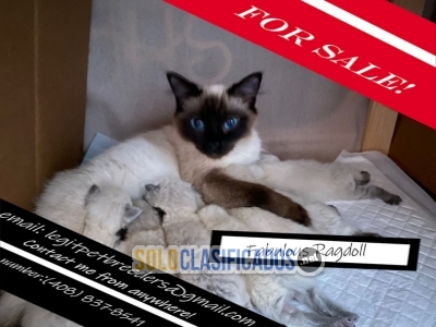 Fabulous ragdoll kittens for sale... 