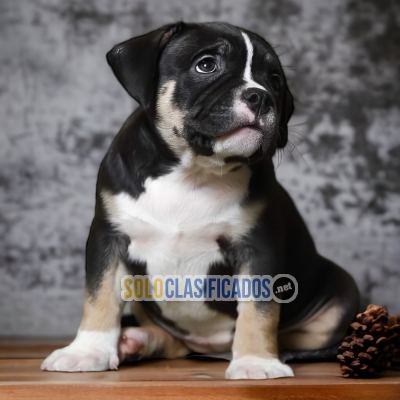 AMERICAN BULLY POCKET       YOUR FAITHFUL DOG ​​NOW IN ADELNATE... 