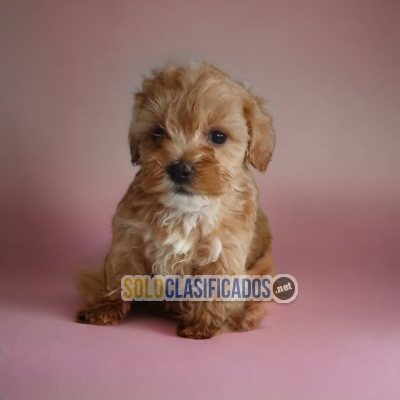 Hermosos cachorros raza Bichon Habanero... 