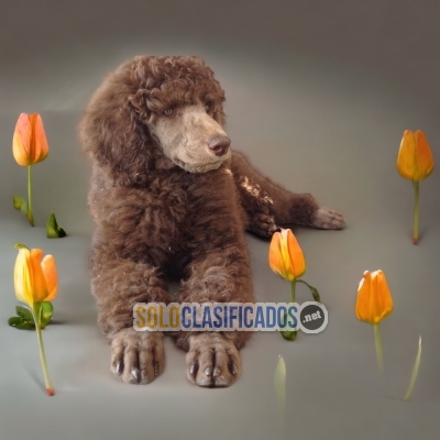 French Poodle Chocolate Agradables y Finos Cachorros... 