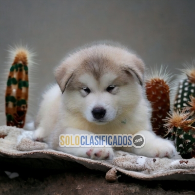 AKITA INU MALAMUTE ANOTHER MEMBER IN YOUR FAMILY TO LOVE... 