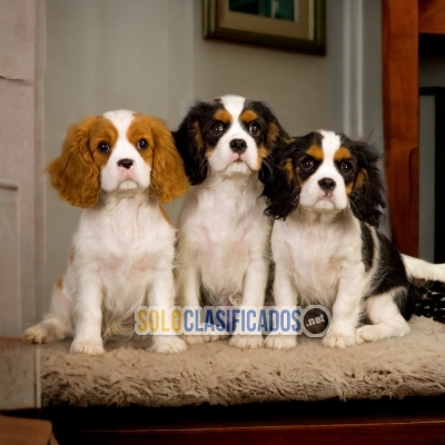 CAVALIER KING NORTH C... 