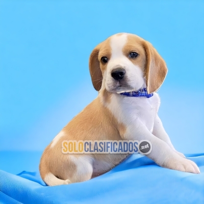 Lindo cachorro raza Beagle Pocket Americano... 