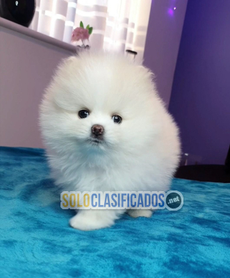Solo Clasificados - cachorros Pomerania 