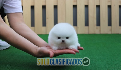 Hermosos cachorros Pomerania 