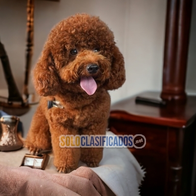 Bonito cachorro raza French Poodle Chocolate... 