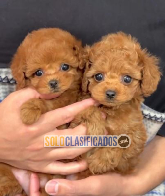Solo Clasificados - Regalo  Cachorros  Caniche Toy  Mini  para  adopcion - imagen: 1
