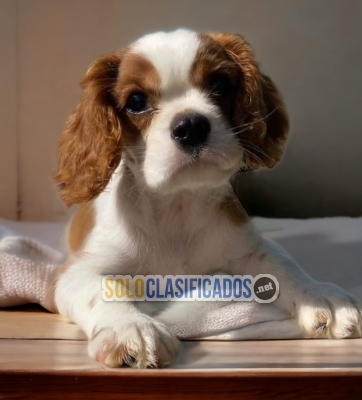 PUPPIES CAVALIER KING AVAILABLE... 