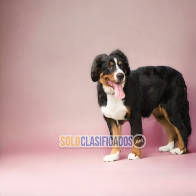 BERNESE MOUNTAIN DOG BOYERO DE BERNA... 