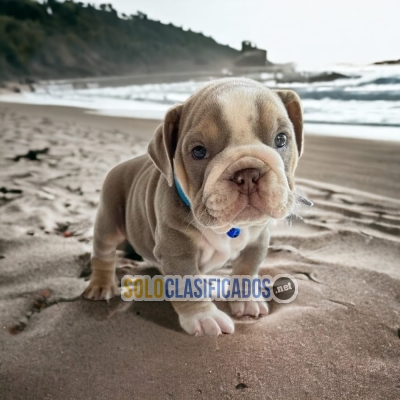 Preciosos y bellos cachorros BULLDOG EXOTICO FRANCES... 