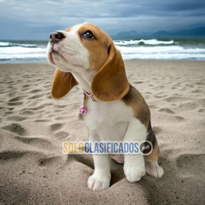 Beagle Harrier Beagle Harrier disponible ahora... 