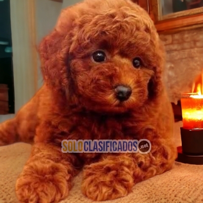 DISPONIBLES MASCOTAS FRENCH POODLE RED / FRENCH POODLE RED AVAILA... 