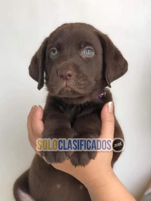 LABRADOR RETRIVIER DISPONIBLE NORTH CAROLINA YA... 