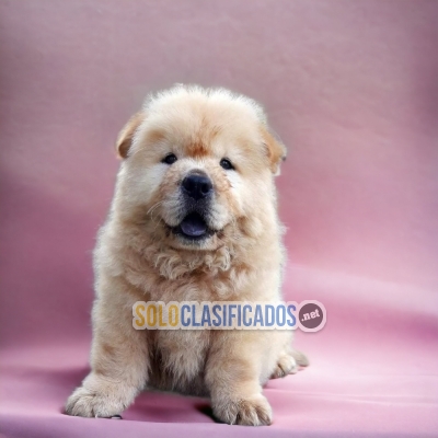Disponibles Raza Chow Chow... 