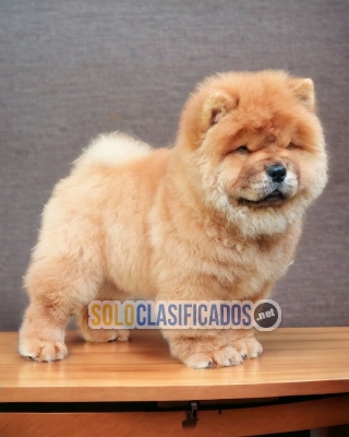 LINDO CHOW CHOW... 