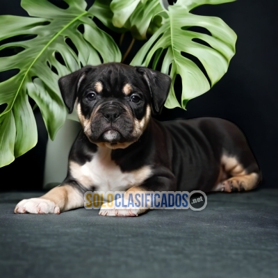 AMERICAN BULLY POKET DOGS AVAILABLEn... 