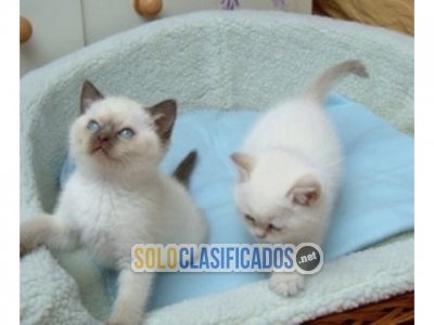 Cute Ragdolls kittens available for sale... 