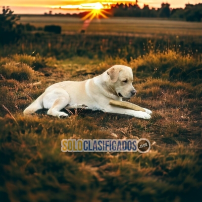 Preciosos cachorros de raza Labrador Retrievier... 