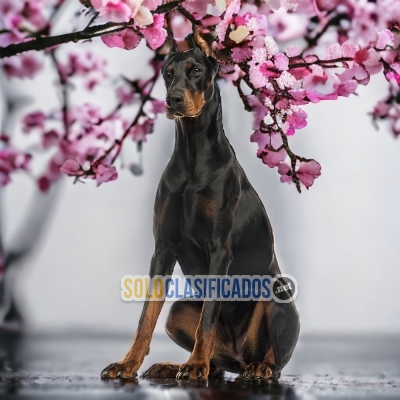 DOBERMAN GRANDE NEGRO FUEGO LOVE PUPPY... 