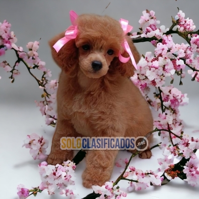 LINDO FRENCH POODLE RED  DISPONIBLE AL MEJOR PRECIO COMPRALO AHOR... 