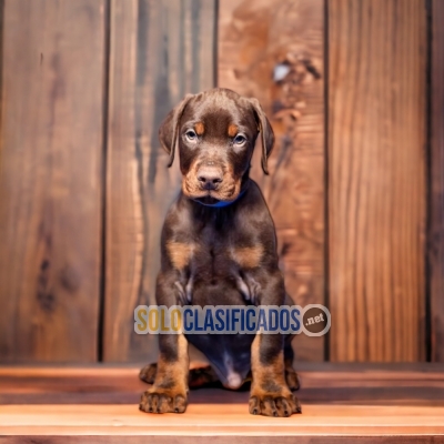 2BEAUTIFUL PUPPIES AVAILABLE DOBERMAN... 