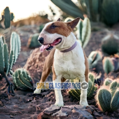 SWEET PUPPIES BULL TERRIER... 