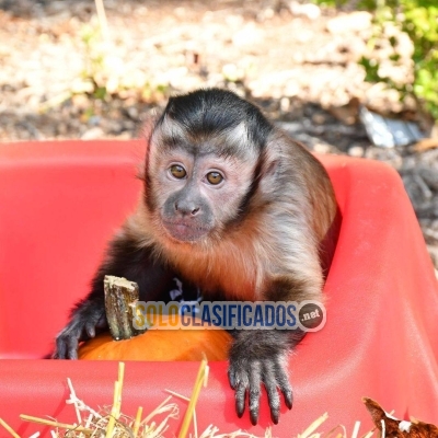 adorables monos capuchinos a la venta 123... 
