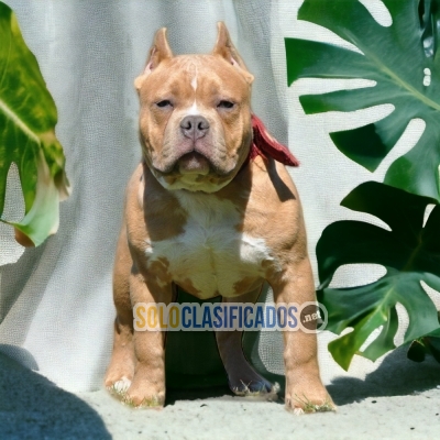 American bully M available north carolina... 