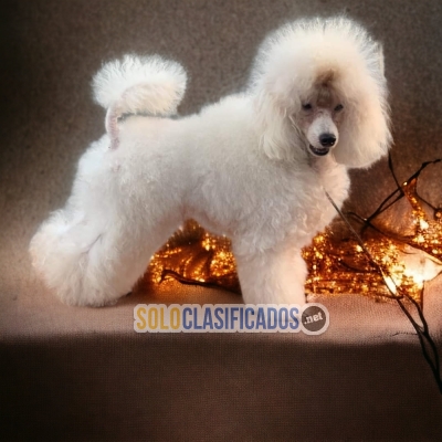 DISPONIBLES MASCOTAS FRENCH POODLE NORMAL / FRENCH POODLE NORMAL ... 