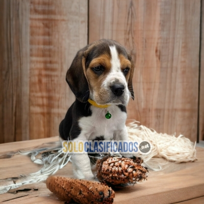 Atractivo Cachorro Beagle Pocket Americano... 