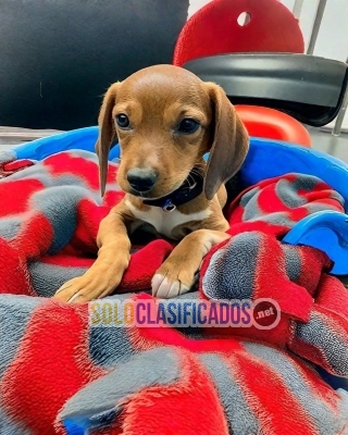 Hermosos cachorros disponibles SALCHICHA con las mejores condicio... 