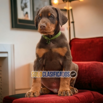 DOBERMAN DISPONIBLE/AVAILABLEE... 